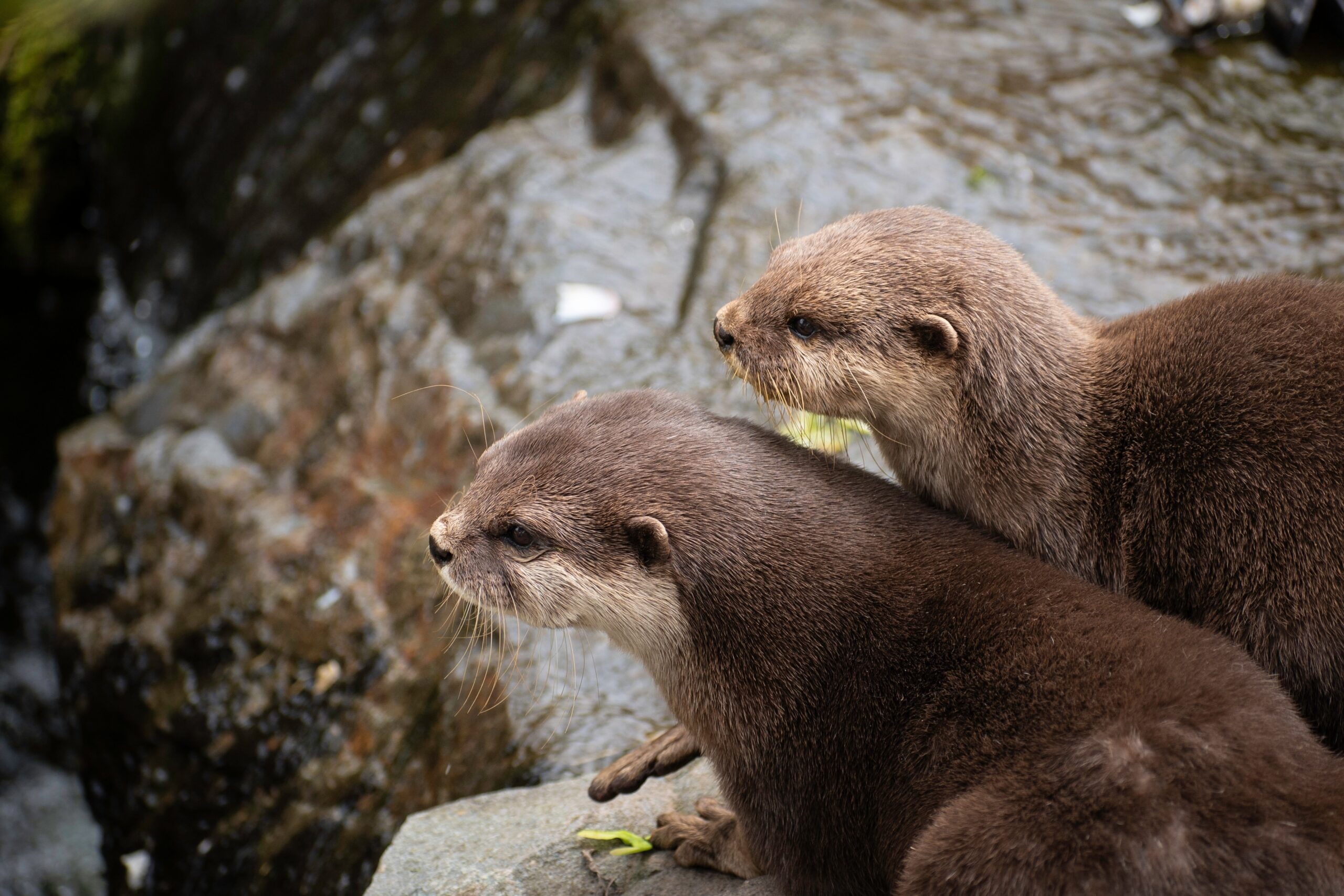Welsh Mountain Zoo